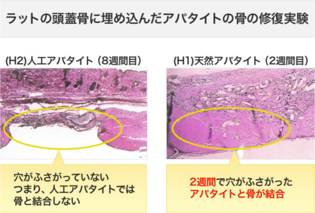 ラットの頭蓋骨に埋め込んだアパタイトの骨の修復実験